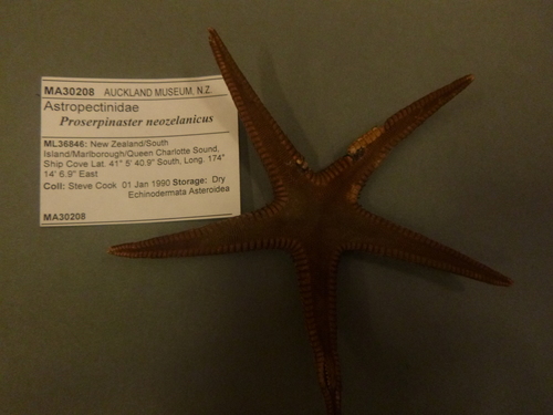 Proserpinaster neozelanicus