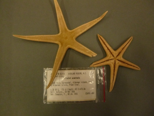 Psilaster acuminatus