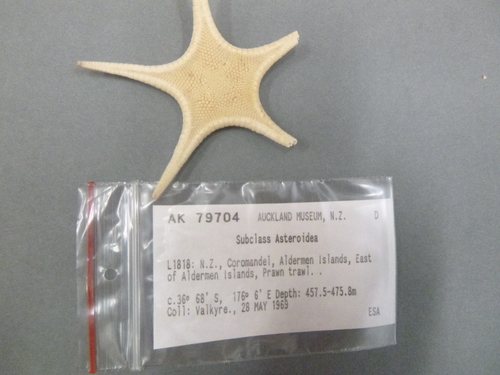Pseudarchaster garricki