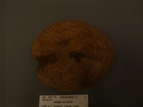 Spatangus multispinus
