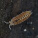 Least Pygmy Woodlouse - Photo (c) Nataël Adam, some rights reserved (CC BY-NC), uploaded by Nataël Adam