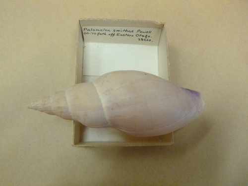 Alcithoe wilsonae