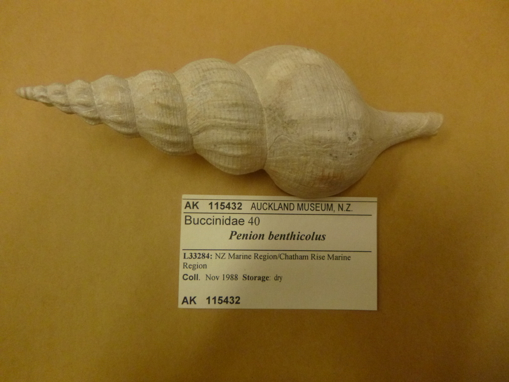 Antarctoneptunea benthicola