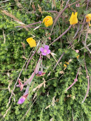 Davy's clarkia (Clarkia davyi)