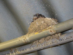 Hirundo rustica erythrogaster