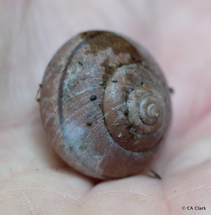 Helminthoglypta nickliniana