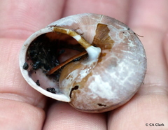 Helminthoglypta nickliniana