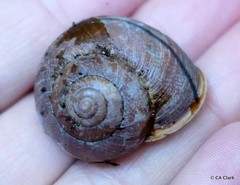 Helminthoglypta nickliniana