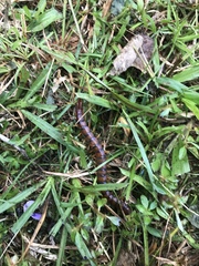 Scolopendra alternans