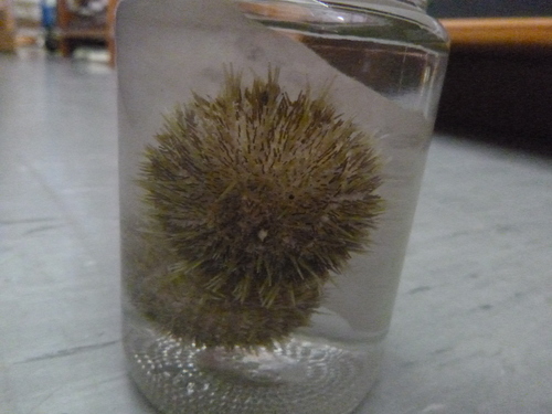 Pseudechinus novaezealandiae