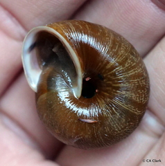 Helminthoglypta exarata