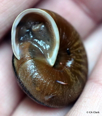 Helminthoglypta exarata