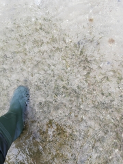 Zostera muelleri
