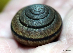 Helminthoglypta exarata