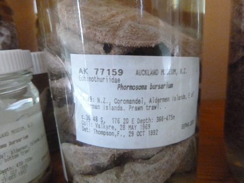 Phormosoma bursarium