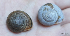 Helminthoglypta nickliniana