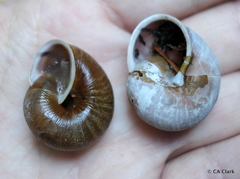 Helminthoglypta nickliniana