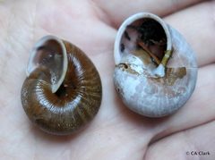 Helminthoglypta exarata