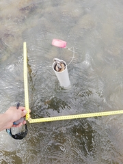 Zostera muelleri