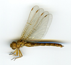 Neurocordulia virginiensis