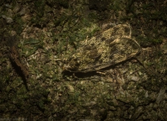 Barea phaulobrya