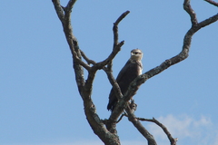 Buteogallus coronatus