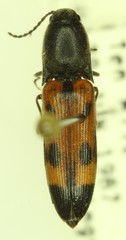 Megapenthes elegans