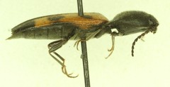 Megapenthes elegans