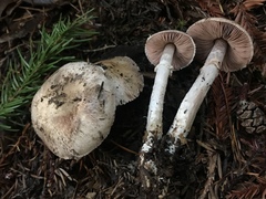Agaricus arorae