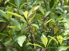 Melicytus macrophyllus