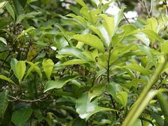 Melicytus macrophyllus