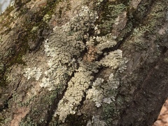 Hypotrachyna showmanii