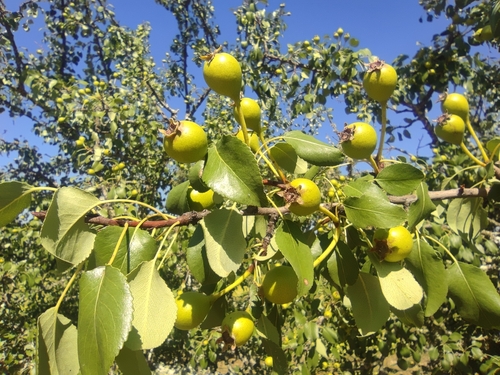 Pyrus bourgaeana (Pyrus bourgaeana)