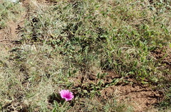 Ipomoea oblongata