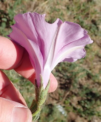 Ipomoea oblongata