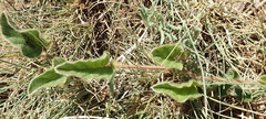 Ipomoea oblongata