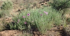 Ipomoea oenotheroides