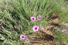 Ipomoea oenotheroides