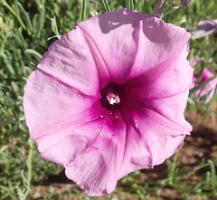 Ipomoea oenotheroides