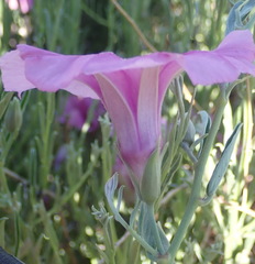 Ipomoea oenotheroides