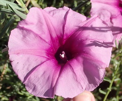 Ipomoea oenotheroides