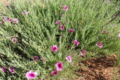 Ipomoea oenotheroides