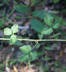 Eleutherococcus trifoliatus setosus