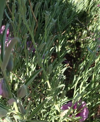 Ipomoea oenotheroides