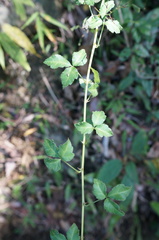Eleutherococcus trifoliatus setosus