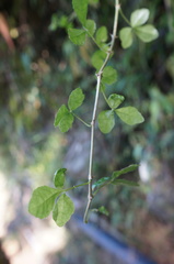 Eleutherococcus trifoliatus setosus