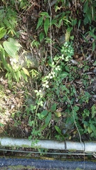 Eleutherococcus trifoliatus setosus