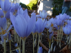 Crocus kotschyanus