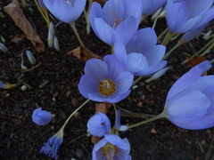 Crocus kotschyanus