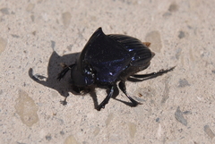 Phanaeus adonis